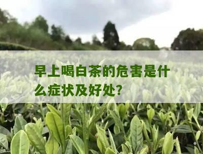 早上喝白茶的危害是什么症状及好处？