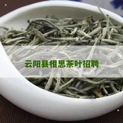 云阳县相思茶叶招聘