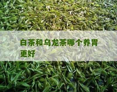 白茶和乌龙茶哪个养胃更好