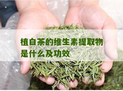 植白茶的维生素提取物是什么及功效