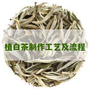 植白茶制作工艺及流程