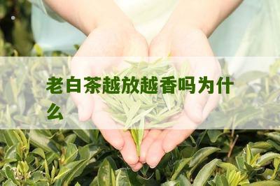 老白茶越放越香吗为什么