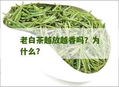 老白茶越放越香吗？为什么？