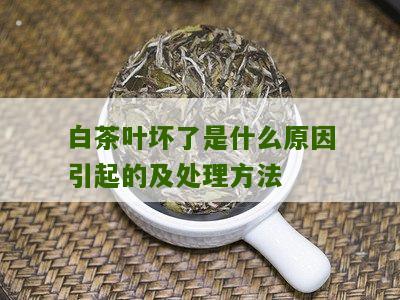 白茶叶坏了是什么原因引起的及处理方法