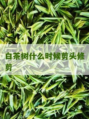 白茶树什么时候剪头修剪