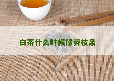 白茶什么时候修剪枝条