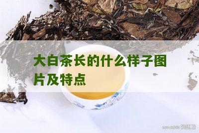 大白茶长的什么样子图片及特点