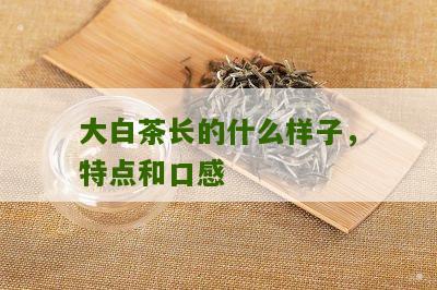 大白茶长的什么样子，特点和口感