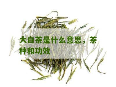 大白茶是什么意思，茶种和功效