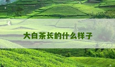 大白茶长的什么样子