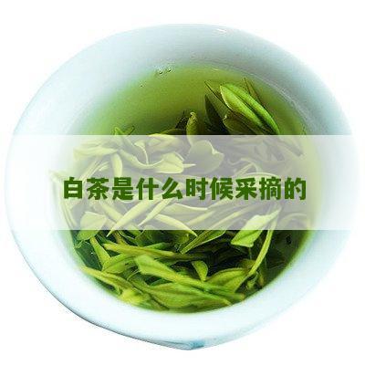 白茶是什么时候采摘的