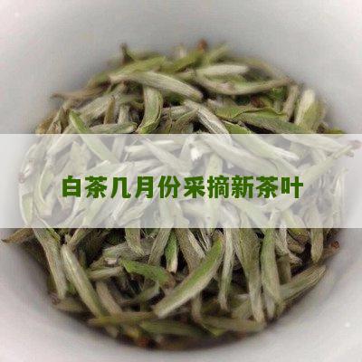 白茶几月份采摘新茶叶