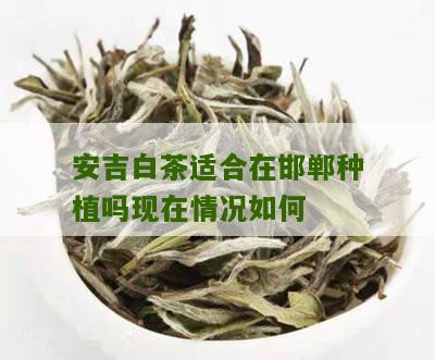 安吉白茶适合在邯郸种植吗现在情况如何