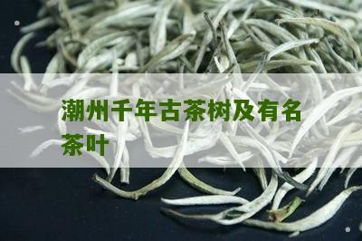 潮州千年古茶树及有名茶叶