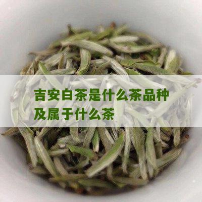 吉安白茶是什么茶品种及属于什么茶