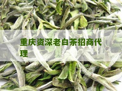 重庆资深老白茶招商代理