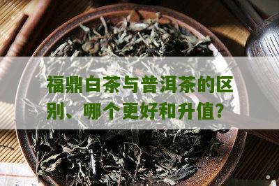 福鼎白茶与普洱茶的区别、哪个更好和升值？