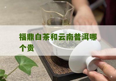 福鼎白茶和云南普洱哪个贵