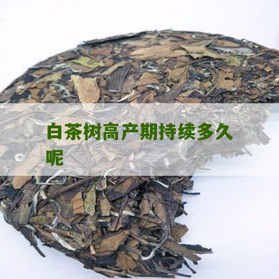 白茶树高产期持续多久呢