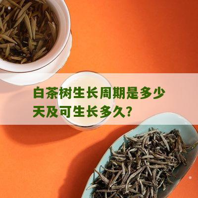 白茶树生长周期是多少天及可生长多久？