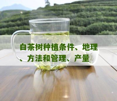 白茶树种植条件、地理、方法和管理、产量