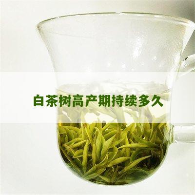 白茶树高产期持续多久