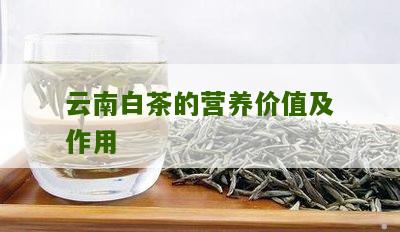 云南白茶的营养价值及作用