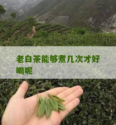 老白茶能够煮几次才好喝呢