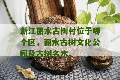 浙江丽水古树村位于哪个区，丽水古树文化公园及古树名木。