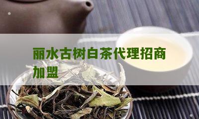 丽水古树白茶代理招商加盟