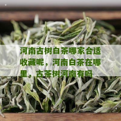 河南古树白茶哪家合适收藏呢，河南白茶在哪里，古茶树河南有吗