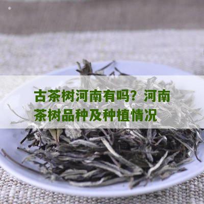 古茶树河南有吗？河南茶树品种及种植情况