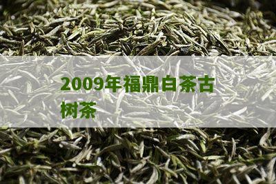 2009年福鼎白茶古树茶