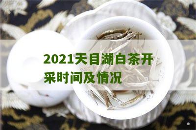 2021天目湖白茶开采时间及情况