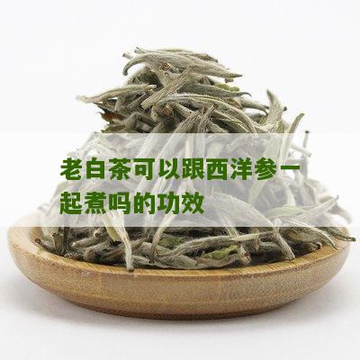 老白茶可以跟西洋参一起煮吗的功效