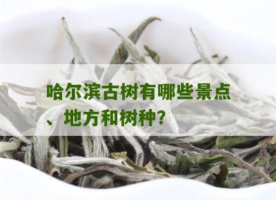 哈尔滨古树有哪些景点、地方和树种？