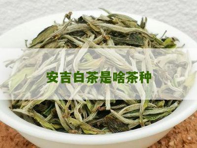 安吉白茶是啥茶种