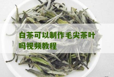 白茶可以制作毛尖茶叶吗视频教程