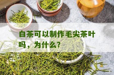 白茶可以制作毛尖茶叶吗，为什么？