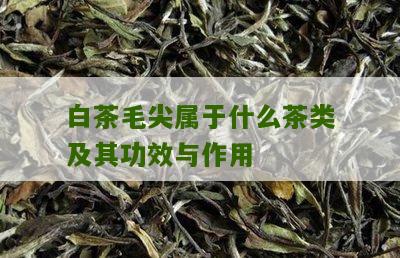 白茶毛尖属于什么茶类及其功效与作用