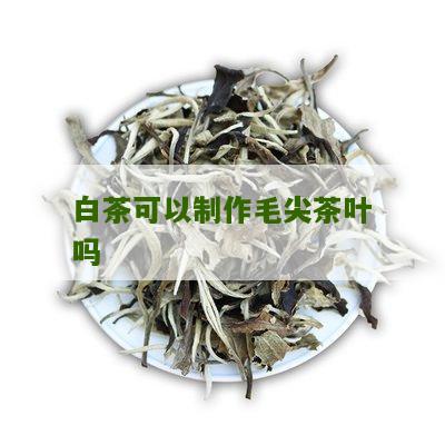 白茶可以制作毛尖茶叶吗