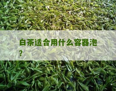 白茶适合用什么容器泡？