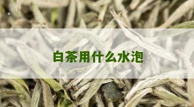 白茶用什么水泡