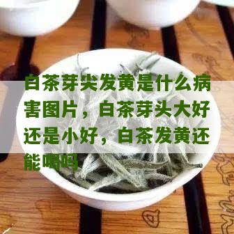 白茶芽尖发黄是什么病害图片，白茶芽头大好还是小好，白茶发黄还能喝吗