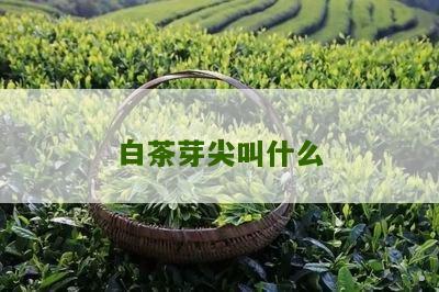 白茶芽尖叫什么