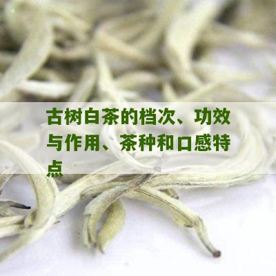 古树白茶的档次、功效与作用、茶种和口感特点