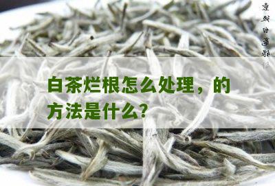 白茶烂根怎么处理，的方法是什么？