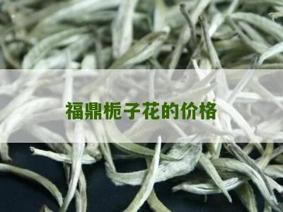 福鼎栀子花的价格