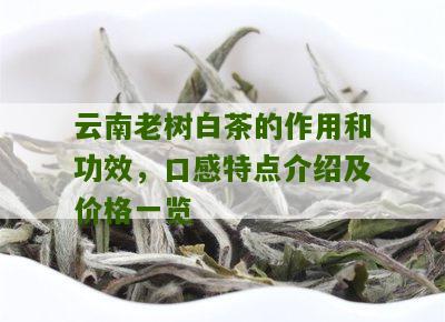 云南老树白茶的作用和功效，口感特点介绍及价格一览