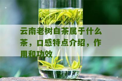 云南老树白茶属于什么茶，口感特点介绍，作用和功效